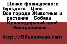 Щенки французского бульдога › Цена ­ 30 000 - Все города Животные и растения » Собаки   . Краснодарский край,Новороссийск г.